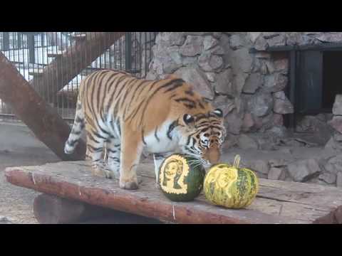 الدب فيليكس يختار دونالد ترامب والنمر يونونا تتعاطف مع هيلاري كلينتون