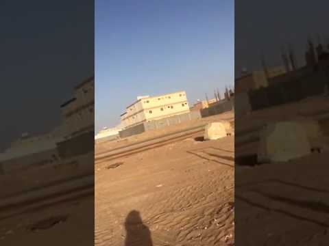 بالفيديو سعودي يقتل ذئبًا شرسًا ويعلّقه في الشارع