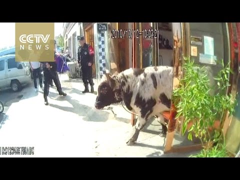 شاهد مطاردة بوليسية تنتهي بمقتل ثور