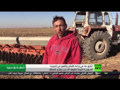 شاهد تراجع حاد في الزراعة الاستراتيجية في سورية