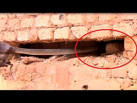 شاهد إكتشاف زوج من الكوبرا الملك