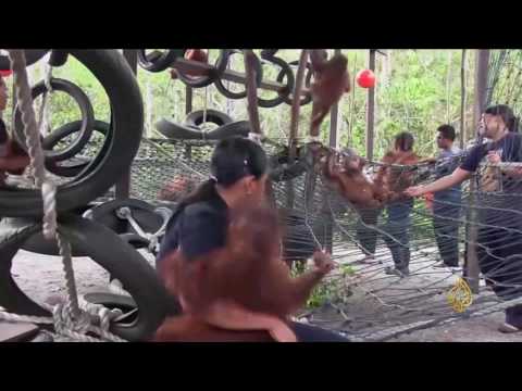 بالفيديو قرود الأورنغوتان مهددة بالانقراض