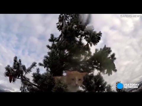 شاهد قطة تنجو بعد قضاء 3 أيام