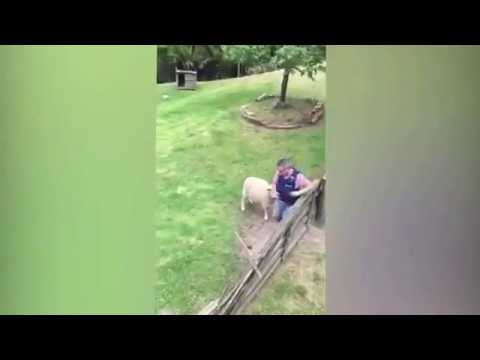 خروف يعتدي على ضابط شرطة نيوزيلندي