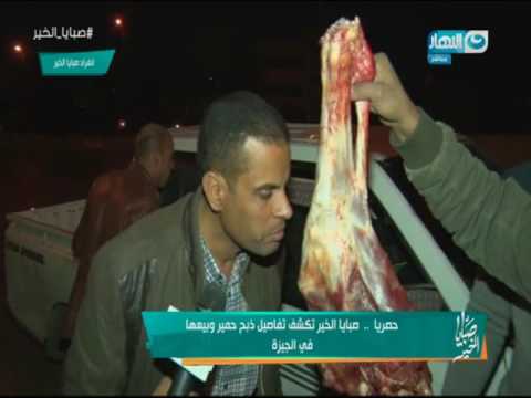 بالفيديو  تفاصيل بيع 600 كيلوغرام من لحم الحمير في الجيزة