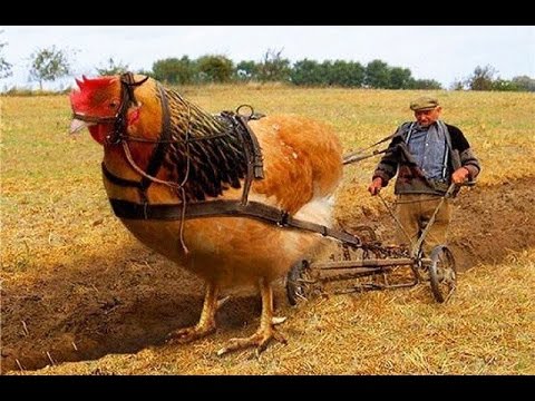 شاهد أضخم الحيوانات الموجودة على سطح الأرض