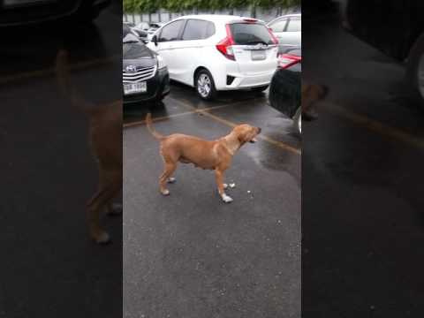 شاهد كلبة ضالة لديها مهارات بهلوانية