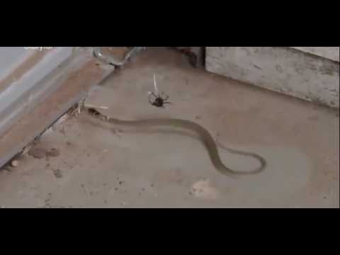 شاهد عنكبوت يتغلب على ثعبان ضعف حجمه