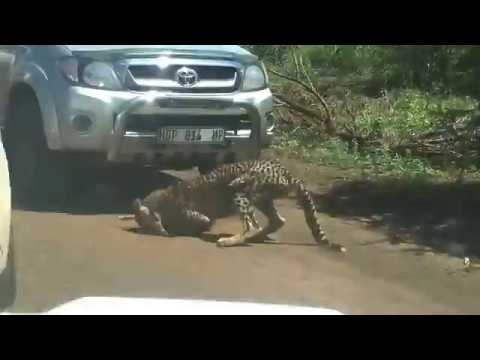 بالفيديو  أنثى فهد تهاجم غزالة أمام مجموعة سياح