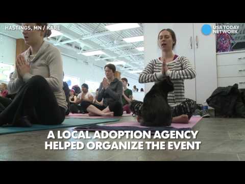 بالفيديو فصل يوغا أميركي يستعين بمواء القطط