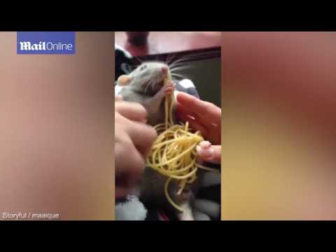 بالفيديو  فأر أليف يتناول الإسباغيتي بنهم