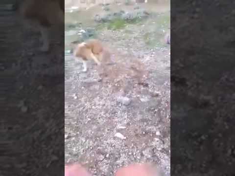 بالفيديو أردني يشعل النار في كلب حي