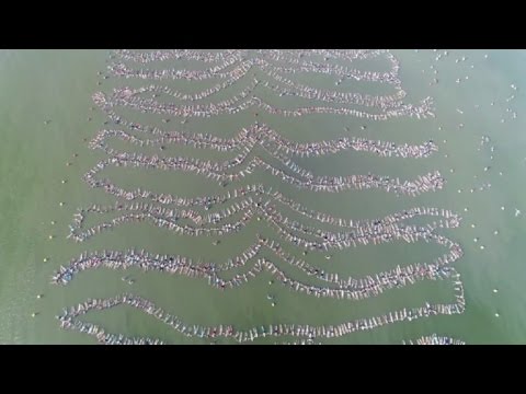 شاهد ألفان شخص يطفون على الماء