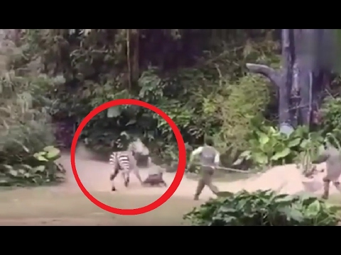 لحظات افتراس حمار وحشي لعامل في حديقة حيوان صينية