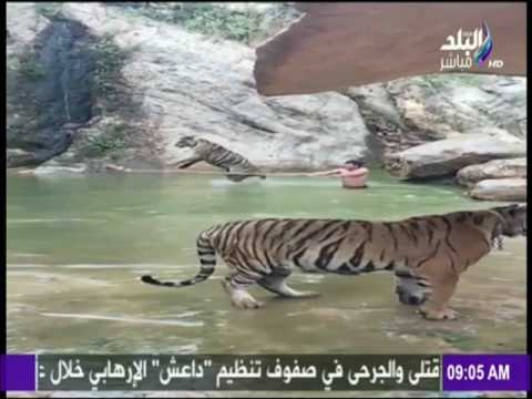 شاهد نمر ضخم يلعب مع حارسه في الماء
