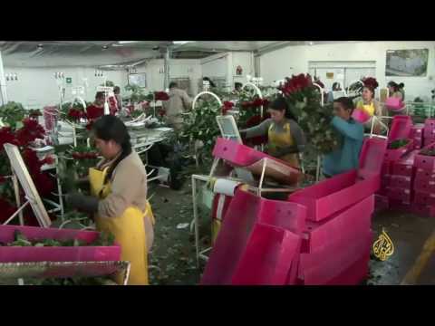 بالفيديو  فرق أمنية لتفتيش باقات الورد وضبط المواد غير القانونية