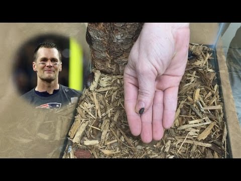 بالفيديو حديقة حيوان تطلق اسم لاعب كرة قدم على صرصار