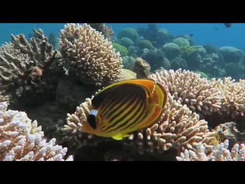 شاهد  مخاوف على الشعاب المرجانية في خليج العقبة