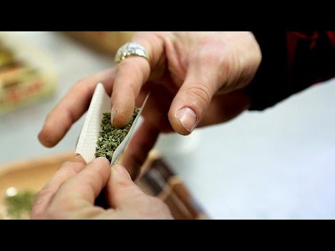 شاهد النواب الهولنديون يؤيدون زراعة الماريوانا