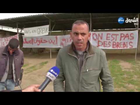 إضراب عمال المديرية العامة لمجمع البذور