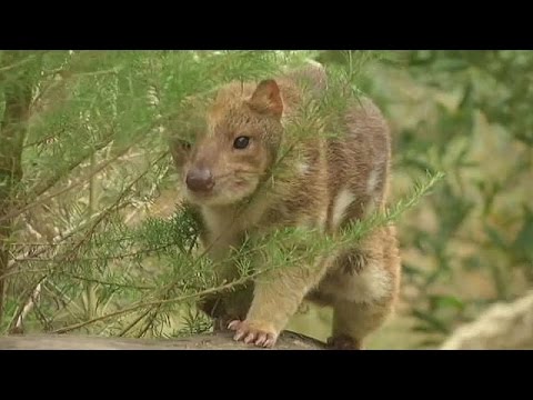 كاميرات خاصة لحماية الديناصور الشرقي