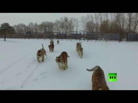 نمور سيبيرية تصطاد طائرة من دون طيار