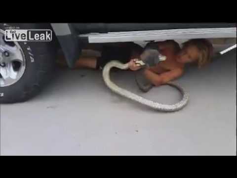 بالفيديو طفل في 14 من عمره يواجه أفعى سامة