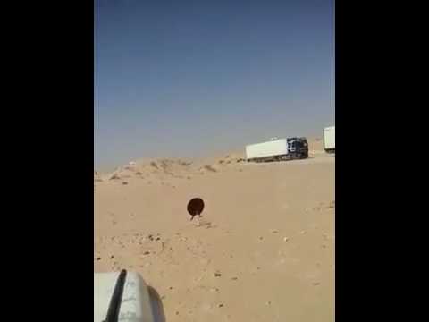 بالفيديو  البوليساريو تهدد بـنهش المغاربة العابرين للكركرات