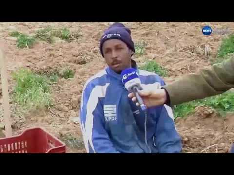 بالفيديو  الفلاحون يخشون فساد البطاطا بسبب غياب غرف التبريد 