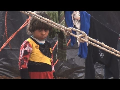 شاهد أشجار الزيتون تحمي الهاربون من معارك شمال سورية