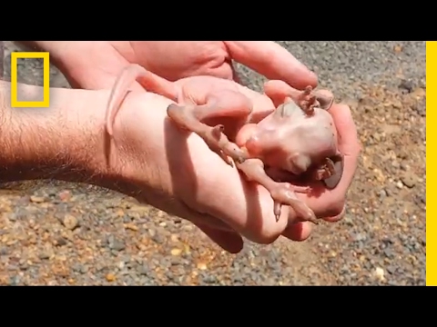 عابرا سبيل ينقذان كنغارو صغيرًا في أستراليا