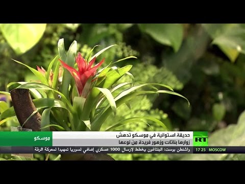 بالفيديو حديقة استوائية تستقطب أهالي موسكو