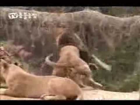 معركة شرسة إثر هجوم أسد على نمر