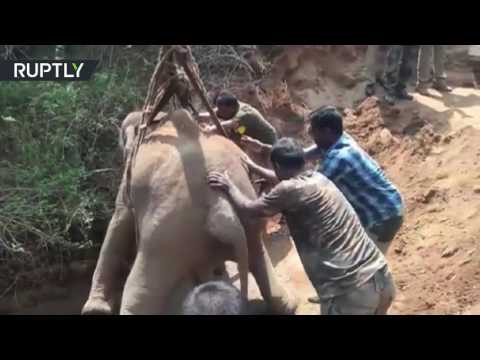 بالفيديو لحظة انتشال صغير فيل من بئر بعمق 21 مترًا في الهند
