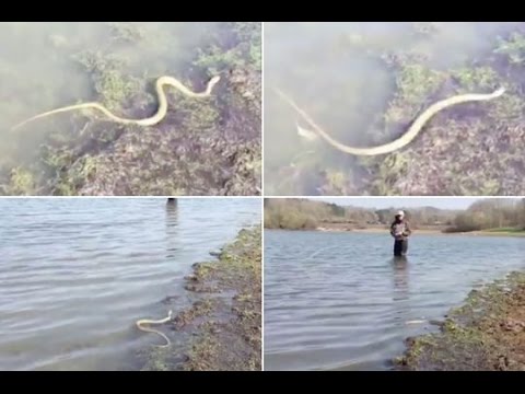 ثعبان جائع يدبر مكيدة لمجموعة من الصيادين