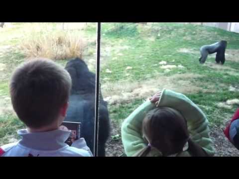 إنسان غاب يسير على قدميه يثير ضحك زوار الحديقة