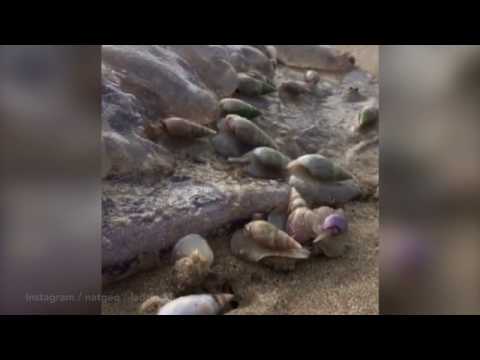 شاهد ظهور مخلوقات بحرية غريبة تتغذى على قناديل بحر ميتة