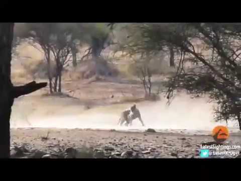 شاهد مطارده أسد لقطيع غزلان تنتهي بطريقة غير متوقعة