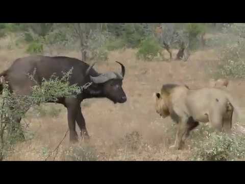 قطيع جاموس ينتقم من أسدين