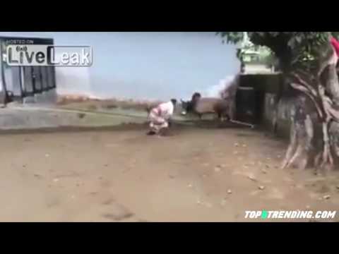 بقرة هائجة تطيح برجل في الهند