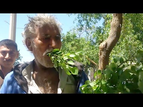 شاهد مسن باكستاني يعيش على تناول أوراق الشجر والأخشاب