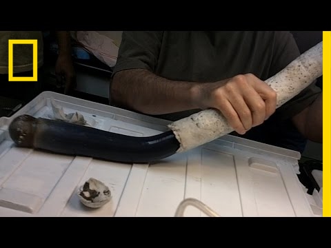 شاهد العثور على دودة غامضة في طول ذراع الإنسان