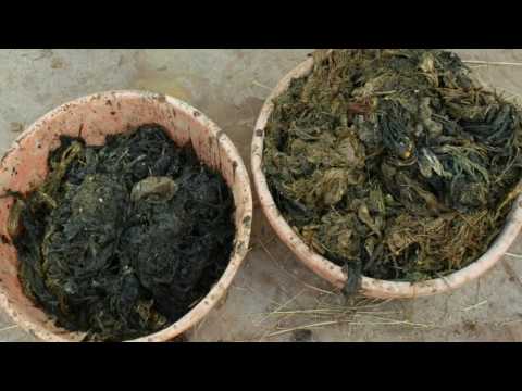 عملية جراحية لاستخراج 20 كلغ أكياس بلاستيكية من معدة ثور