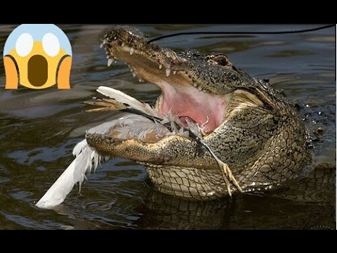 بالفيديو تمساح يفاجئ فتاة خلال محاولتها إنقاذ طائر سقط في بحيرة