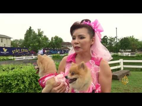 انطلاق فعاليات ماراثون خيري للكلاب