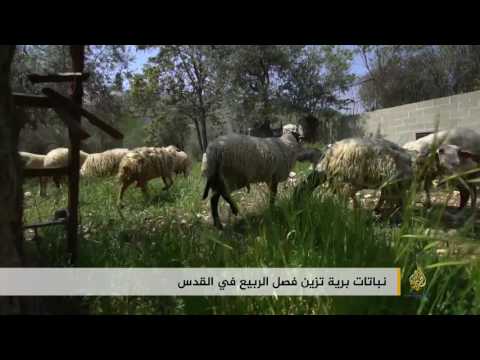 بالفيديو  نباتات برية تزين فصل الربيع في القدس