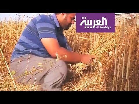شاعد فلسطيني من ذوي الاحتياجات الخاصة يتطوّع في حصاد القمح