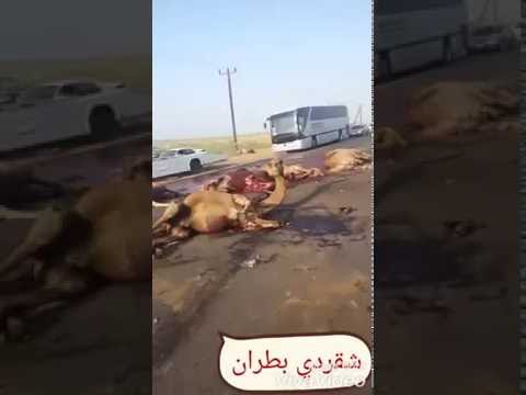 بالفيديو  حادث سير مروع لمجموعة من الجمال في السعودية