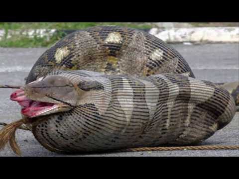 بالفيديو الانتقام من ثعبان شرس في غابات نيجيريا