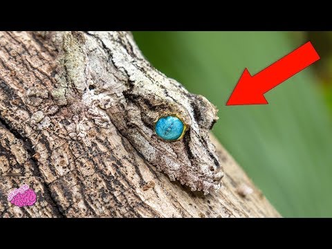 بالفيديو  5 مخلوقات لها قدرات خارقة في التمويه